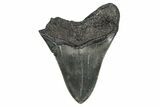 Bargain, Fossil Megalodon Tooth - Georgia #338826-1